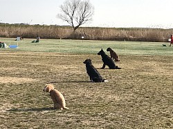 訓練　しつけ　競技会　犬