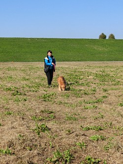 訓練　警察犬　家庭犬　しつけ　犬　トレーニング　ドッグスクール