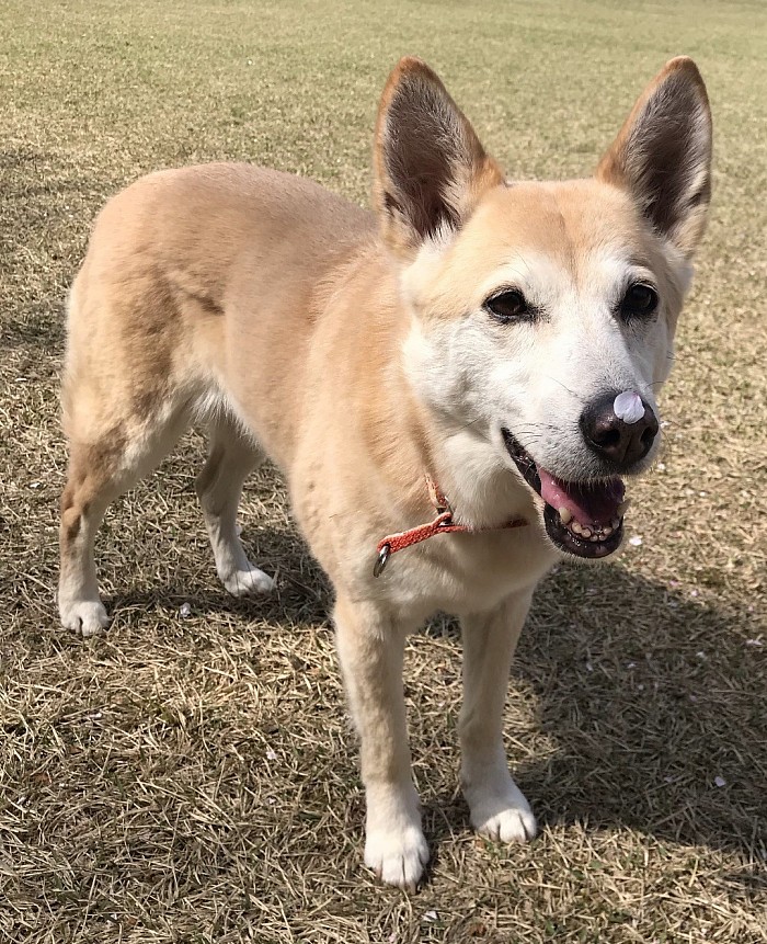 犬の訓練　犬のしつけ　しつけ教室　競技会　木更津　千葉　袖ヶ浦